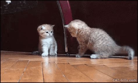 cat playing gif|cute gifs of cats.